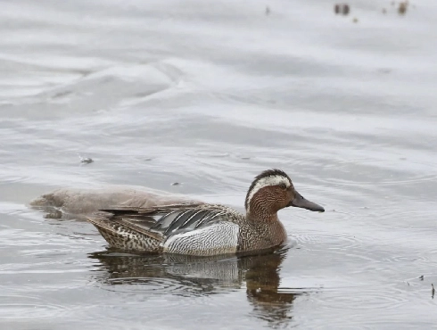 Garganey